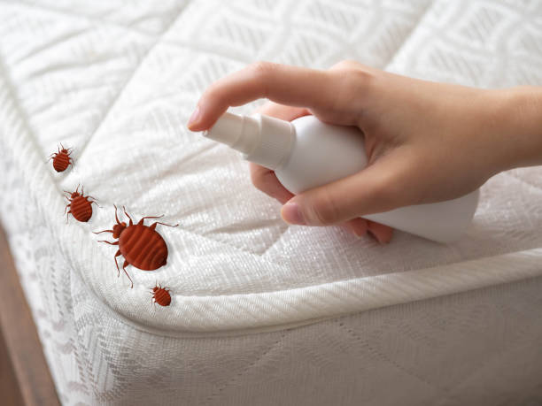 Best Spider Control Near Me  in Lewisburg, KY